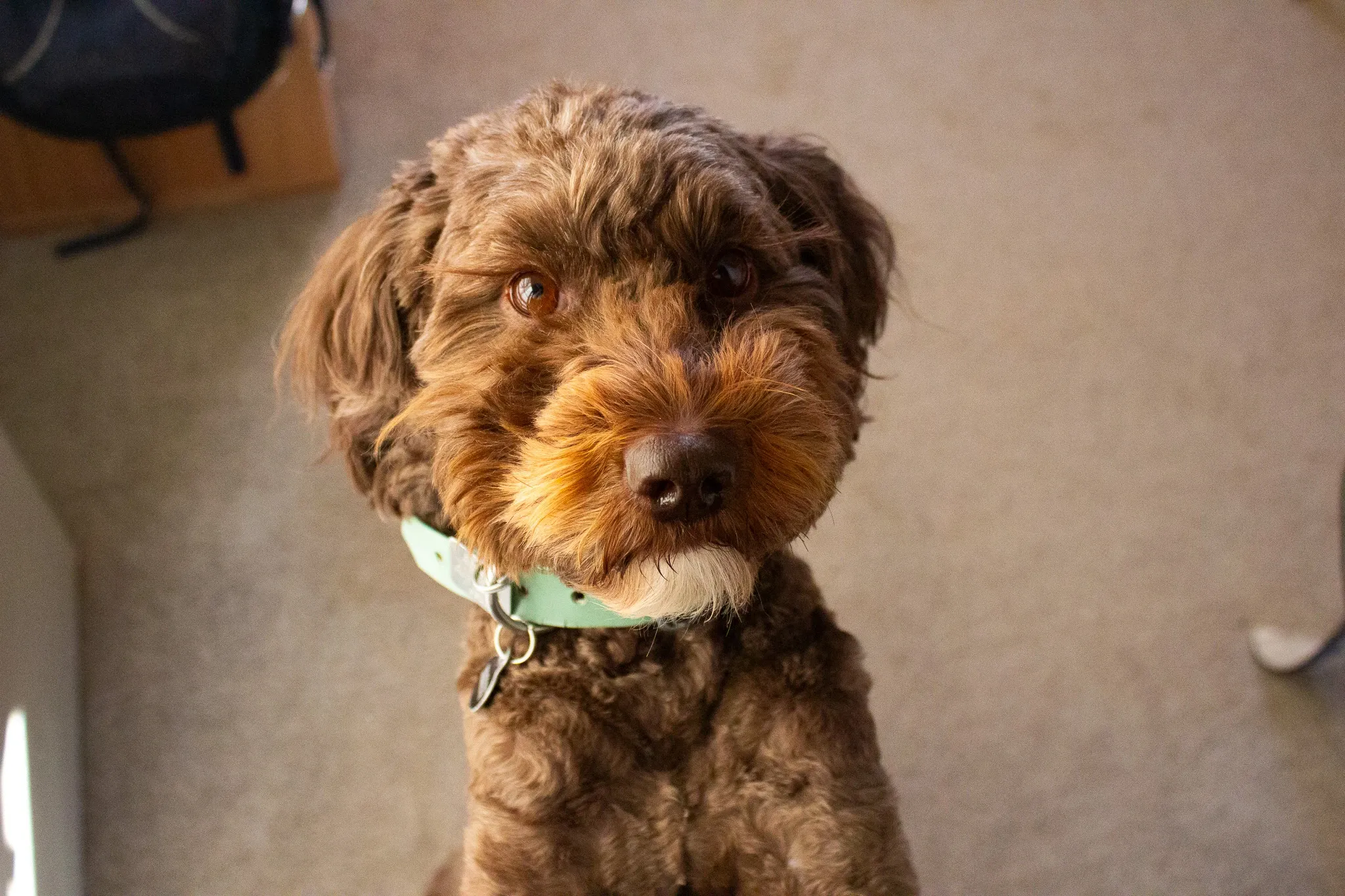 dog